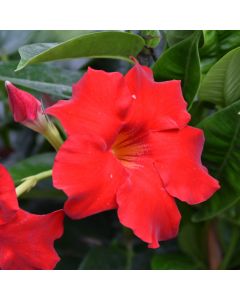 Mandevilla, 'Red'