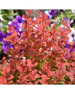 Berberis, Japanese Barberry 'Orange Rocket'