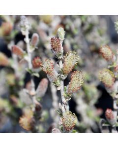 Salix, Sage Leaved Willow 'First Editions® Iceberg Alley®'