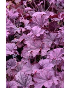 Heuchera, Purple Leaf Coral Bells 'Grande™ Amethyst'