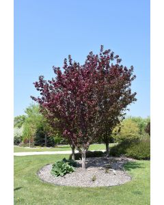 Malus, Flowering Crabapple 'First Editions® Gladiator™' (Large)