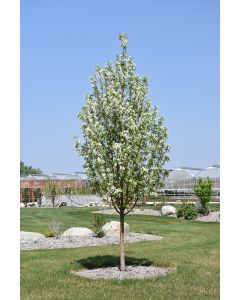 Malus, Flowering Crabapple 'Starlite®' (Large)