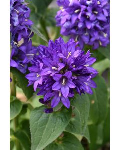 Campanula, Clustered Bellflower 'Superba'