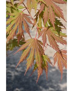 Acer, Hybrid Maple 'Arctic Jade®'