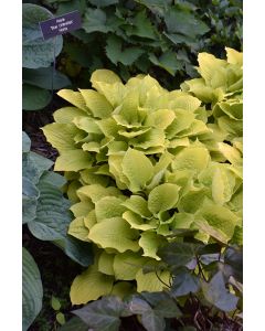 Hosta, Lime Leaf 'Fire Island'