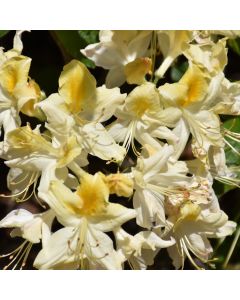 Rhododendron, Azalea 'Northern Hi-Lights'