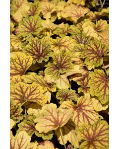 Heuchera, Bicolor Leaf Coral Bells 'Red Lightning'