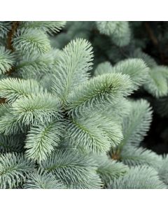 Picea, Colorado Blue Spruce 'Hoopsi' (Large Sizes)