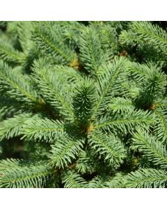 Picea, Meyers Spruce (Large Sizes)