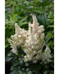 Astilbe, Hybrid Astilbe 'Younique™ Salmon'