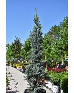 Picea, Colorado Spruce 'Blue Totem' (Large)