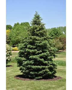 Picea, White Spruce 'Black Hills' (Large)