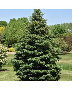 Picea, White Spruce 'Black Hills' (Large Sizes)