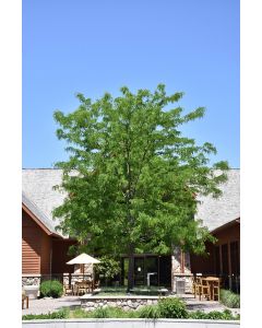 Gleditsia, Thornless Honeylocust 'Skyline®'