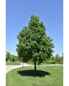 Tilia, Linden 'Greenspire™' (Large)