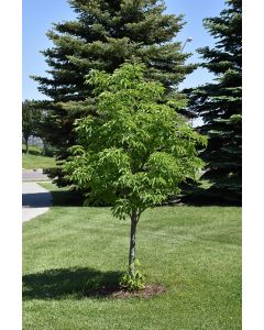 Aesculus, Hybrid Buckeye 'Homestead' (Large)