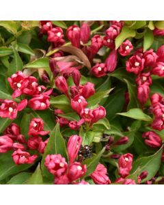 Weigela, Green Foliage 'Crimson Kisses®'