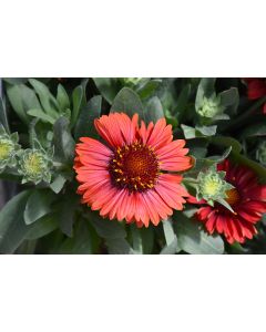 Gaillardia, Blanket Flower 'Spintop™ Red'