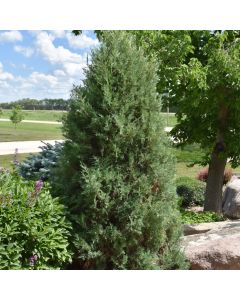 Juniperus, Rocky Mountain Juniper 'Medora' (Large Sizes)