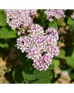 Spiraea, Birchleaf Spirea 'Pink Sparkler'