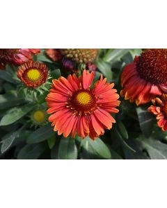 Gaillardia, Blanket Flower 'Spintop™ Yellow Touch'