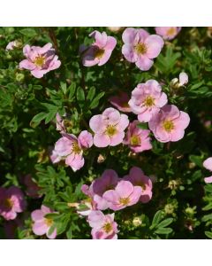 Potentilla, Shrubby Cinquefoil 'Pink Beauty'