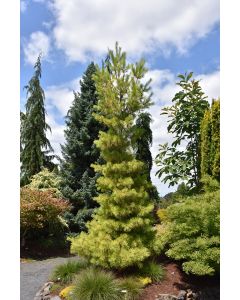 Pinus, Eastern White Pine 'Louie' (Large)