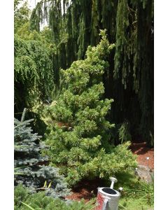 Pinus, Japanese White Pine, 'Goldilocks' (Large)