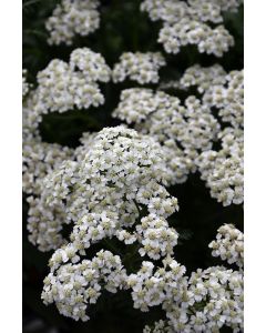 Achillea, Compact Yarrow 'New Vintage™ White'