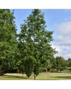 Quercus, Swamp White Oak 'American Dream®' (Large Sizes)