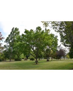 Phellodendron, Cork Tree 'Eye Stopper™' (Large)