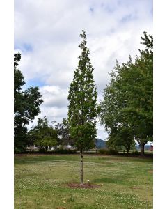 Quercus, Swamp White Oak 'Beacon®' (Large)