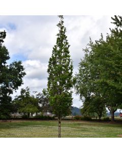 Quercus, Swamp White Oak 'Beacon®' (Large Sizes)