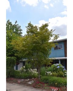 Acer, Hybrid Maple 'Northern Glow®' (Large)