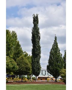 Populus, Quaking Aspen 'Mountain Sentinel®'