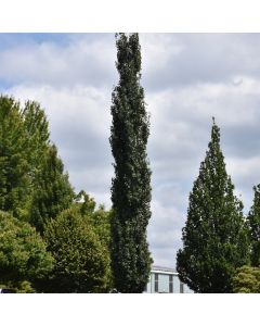 Populus, Quaking Aspen 'Mountain Sentinel®' (Large Sizes)