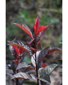 Physocarpus, Ninebark 'Darkstar®'