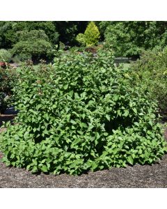 Cornus, Red Twig Dogwood 'Isanti'