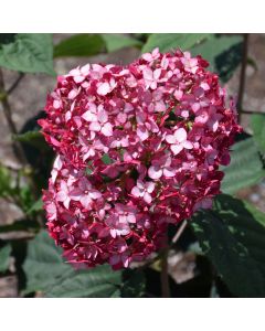 Hydrangea, Smooth 'Invincibelle® Ruby'