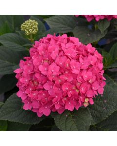 Hydrangea, Bigleaf 'Endless Summer® Summer Crush®'