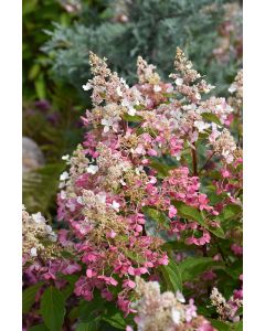 Hydrangea Tree, Panicle 'Pinky Winky®' (Large)