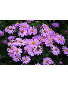 Aster, Michaelmas Daisy 'Wood's Pink'