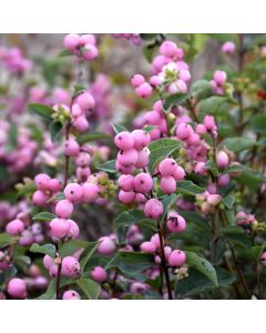 Symphoricarpos, Coralberry 'First Editions® Candy™'