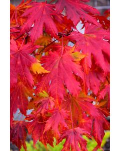 Acer, Korean Maple (Large)