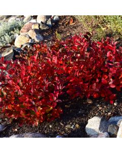 Aronia, Black Chokeberry 'Low Scape® Mound'