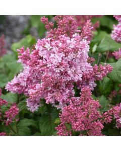 Syringa, Preston Lilac 'First Editions® Pinktini™'