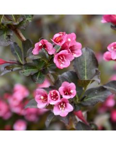 Weigela, Dark Foliage 'Tango'