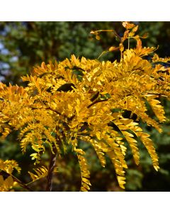 Gleditsia, Thornless Honeylocust 'Northern Acclaim®' (Large Sizes)