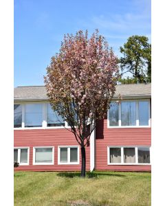 Malus, Flowering Crabapple 'Rejoice™' (Large)