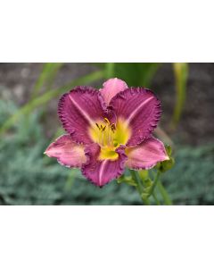 Hemerocallis, Purple Daylily 'Entrapment'